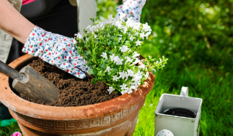 Çim ve Çiçek (Tohumları) Ekimi