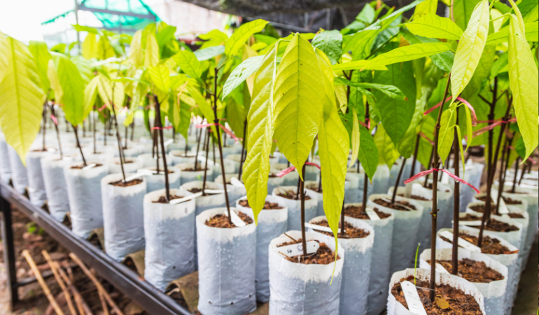 Fide Temini (Ağaç)